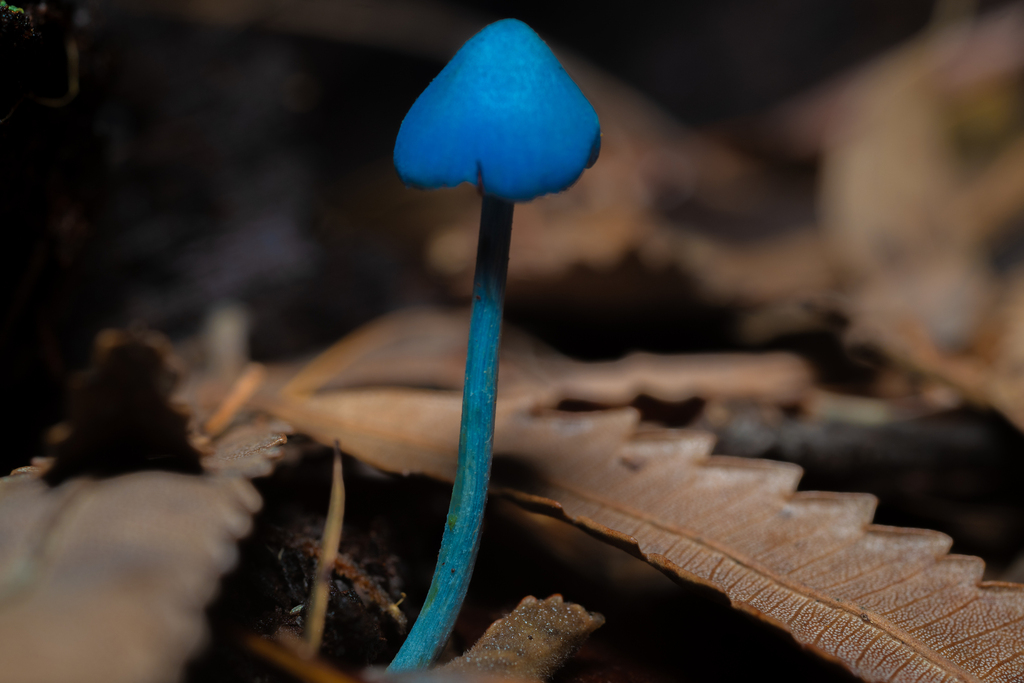 Entoloma virescens · May 2025 · photo: © daniel_stephan (iNaturalist, cc-by)