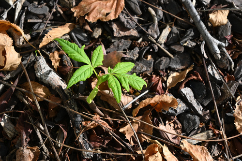 Koelreuteria paniculata