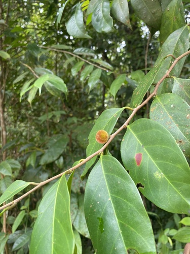 Chaetocarpus castanicarpus observed 2025-05-04