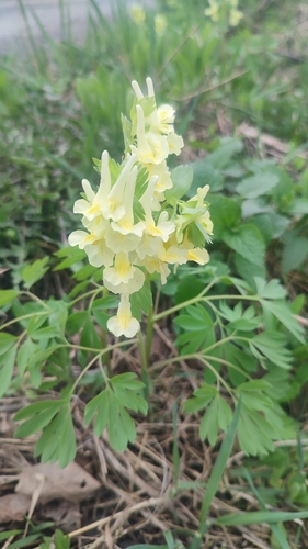 Image of Corydalis bracteata by (c) Egor Dyukarev, some rights reserved (CC BY)