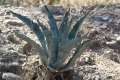 Agave palmeri