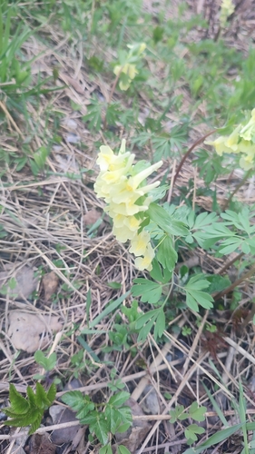 Image of Corydalis bracteata by (c) Egor Dyukarev, some rights reserved (CC BY)