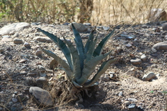 Agave palmeri