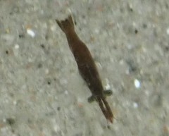 Mysidae