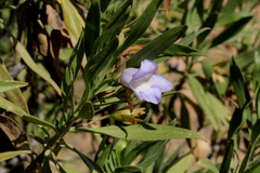 Eremophila freelingii