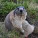 Alpine Marmot - Photo (c) Ina Siebert, some rights reserved (CC BY-NC), uploaded by Ina Siebert