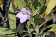 Eremophila freelingii