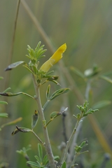 Chamaecytisus