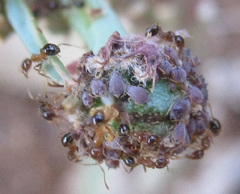 Anthacanthae
