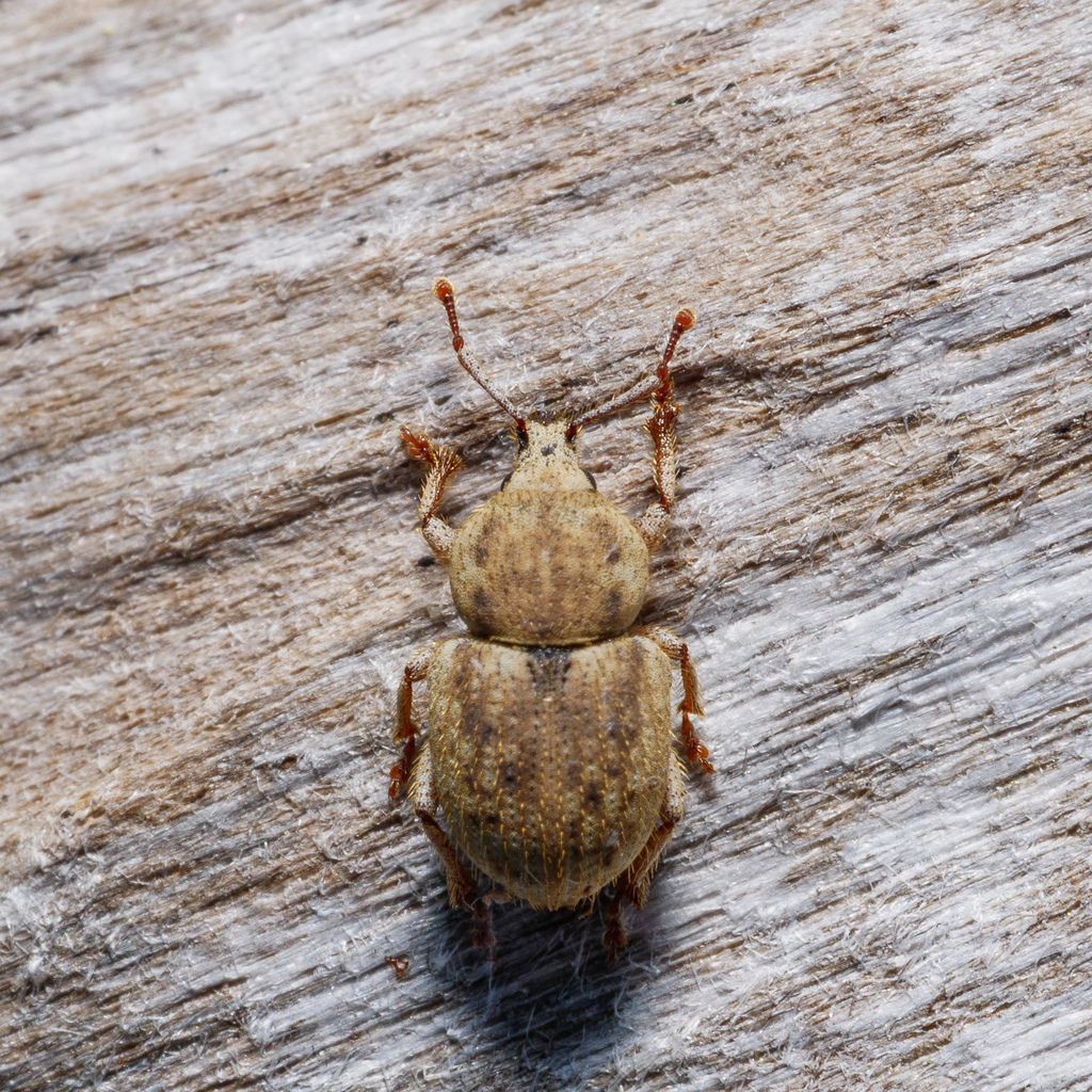 Cecyropa setigera