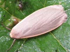 Eilema griseola