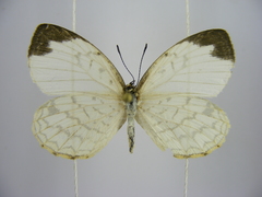 Liptena undularis