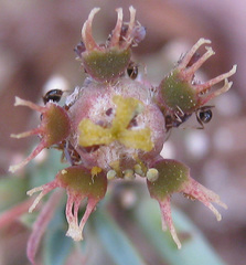 Anthacanthae