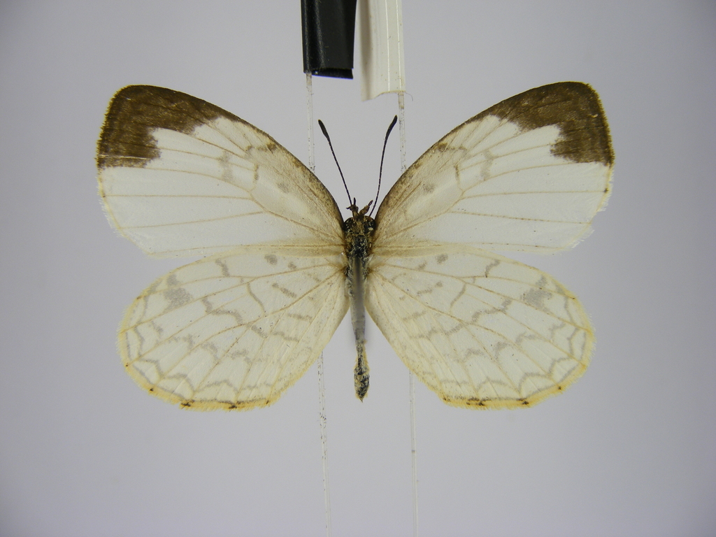 Liptena undularis