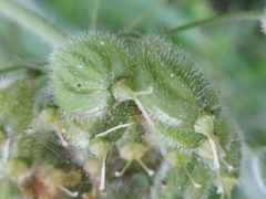 Heracleum moellendorffii