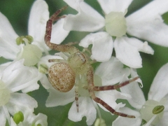 Xysticus ephippiatus
