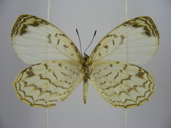 Liptena undularis