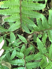 Dryopteris crassirhizoma