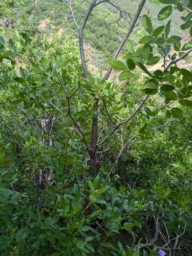 Image of Ptelea crenulata by (c) jayjt, some rights reserved (CC BY)