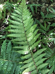 Dryopteris crassirhizoma