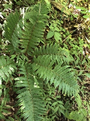 Dryopteris crassirhizoma