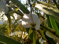 Angraecum eburneum image