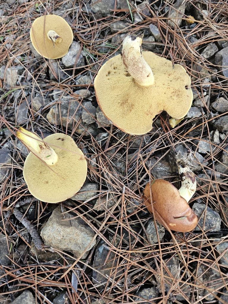 Suillus granulatus · May 2025 · photo: © prosperosity (iNaturalist, cc-by)