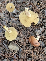 Weeping bolete (Suillus granulatus)