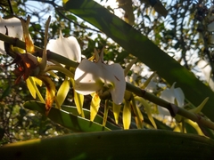 Angraecum eburneum image