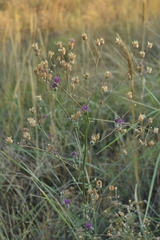 Centaurea scabiosa adpressa