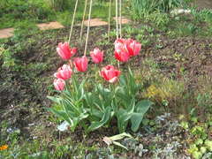 Tulipa undulatifolia