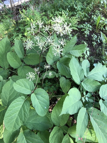 Aralia cordata