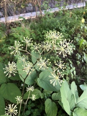 Aralia cordata