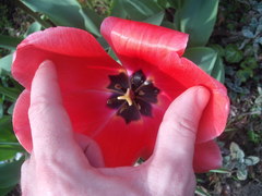 Tulipa undulatifolia