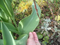 Tulipa undulatifolia