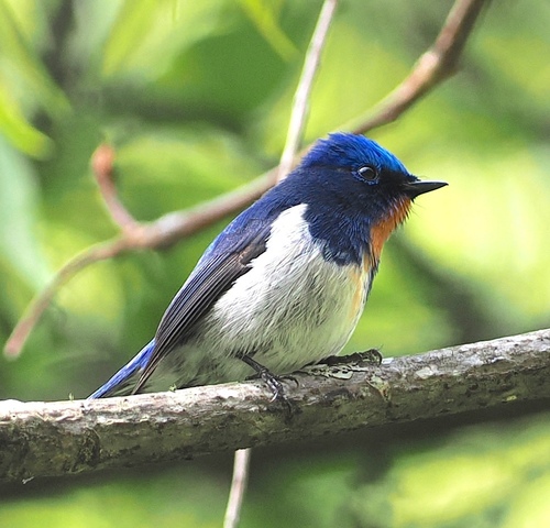 Sapphire Flycatcher (Ficedula sapphira), photo 4