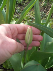 Tulipa undulatifolia