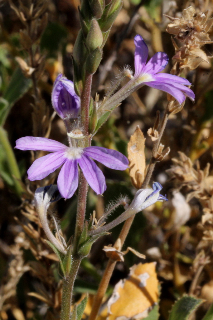 Small-beard Fanflower