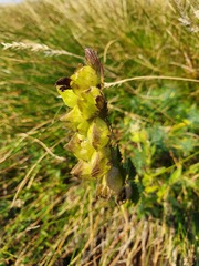 Rhinanthus rumelicus