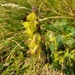 Deep-yellow Hay Rattle - Photo (c) Michael D. Pirie, some rights reserved (CC BY), uploaded by Michael D. Pirie