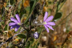 Scaevola parvibarbata