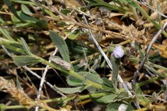 Scaevola parvibarbata