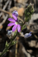 Scaevola parvibarbata
