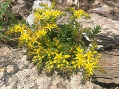 Sedum morrisonense
