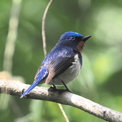 Sapphire Flycatcher (Ficedula sapphira), photo 2