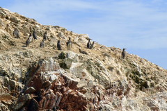 Spheniscus humboldti