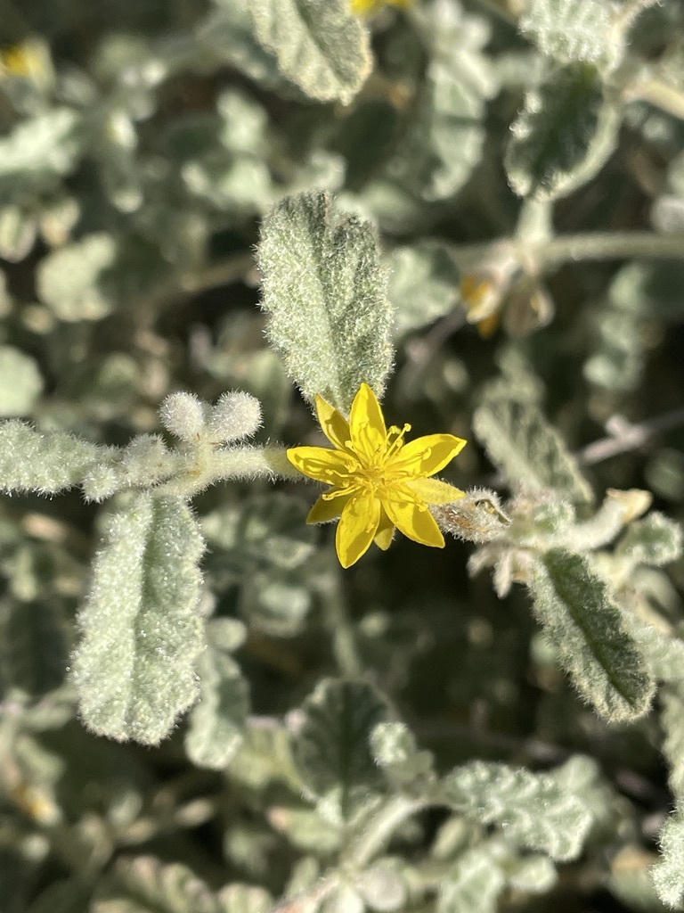 Corchorus sidoides