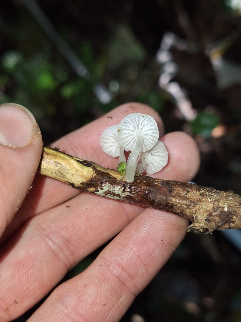 Roridomyces austrororidus · May 2025 · photo: © oscar_dove (iNaturalist, cc-by)