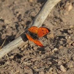 Chrysoritis chrysaor