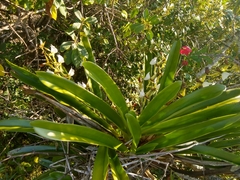 Angraecum eburneum image